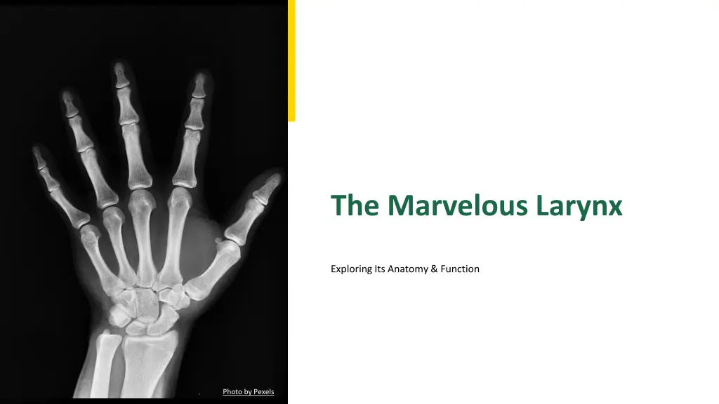 the marvelous larynx n.w