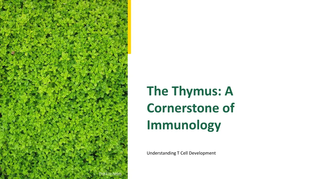 the thymus a cornerstone of immunology n.w
