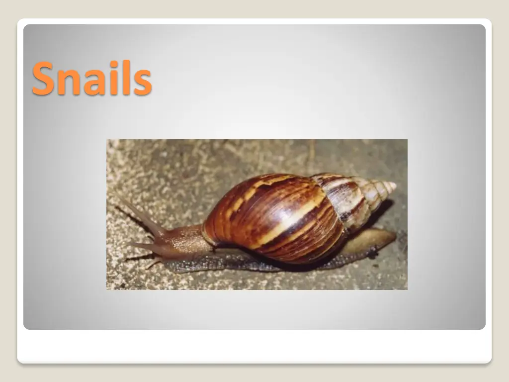 snails n.w