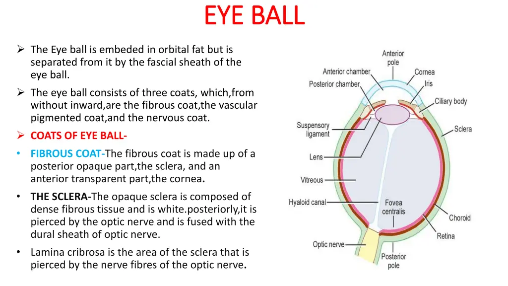 eye ball eye ball n.w