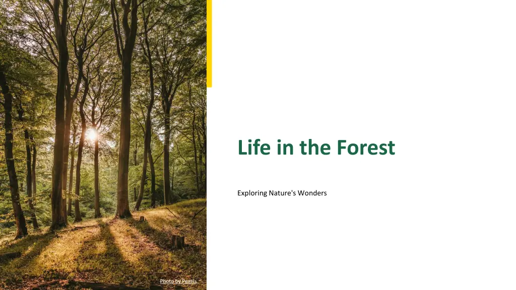 life in the forest n.w