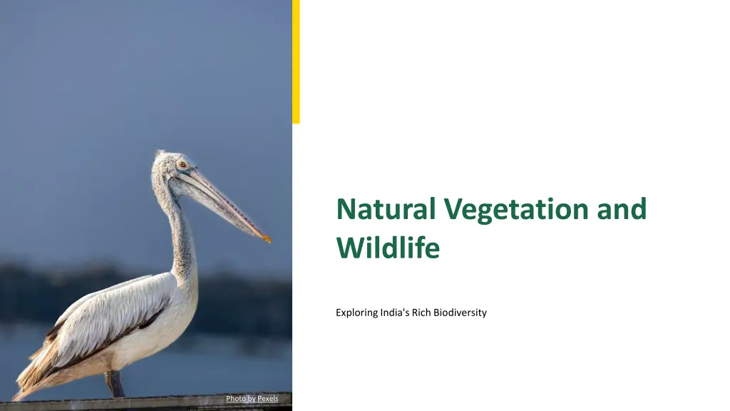 natural vegetation and wildlife n.w