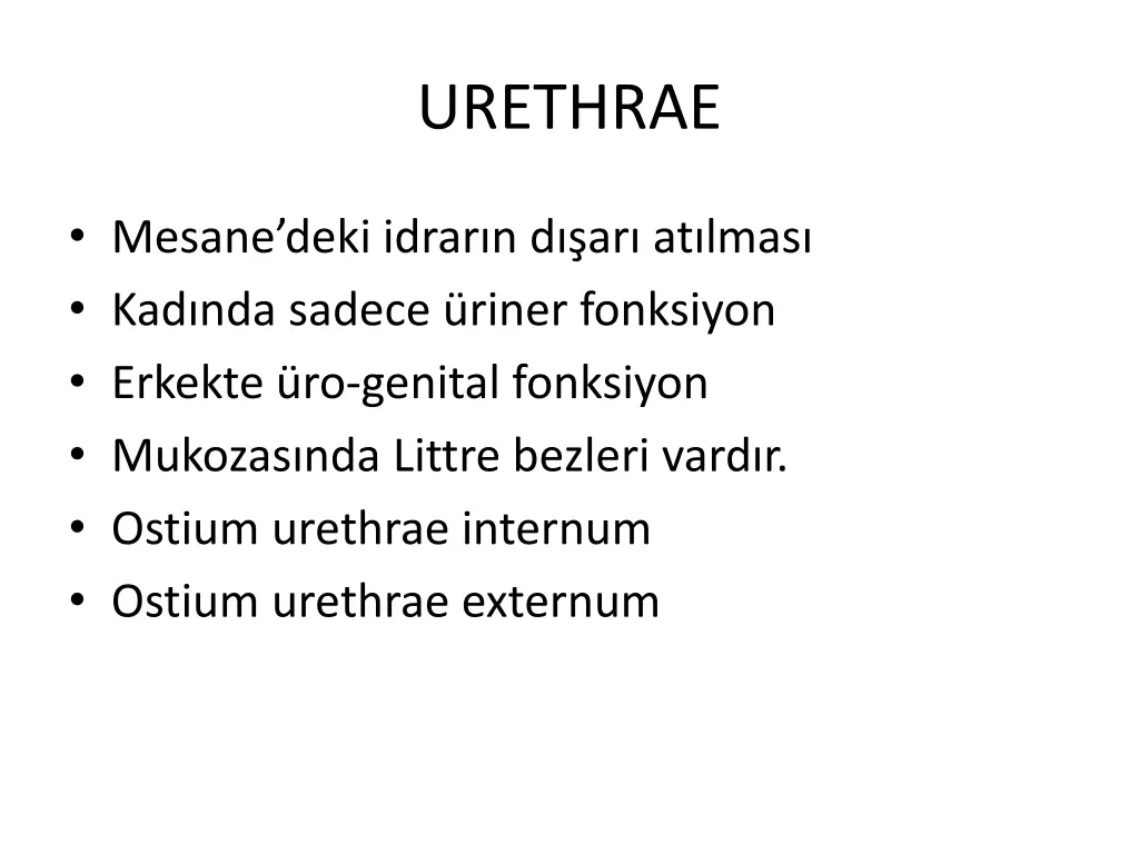urethrae n.w