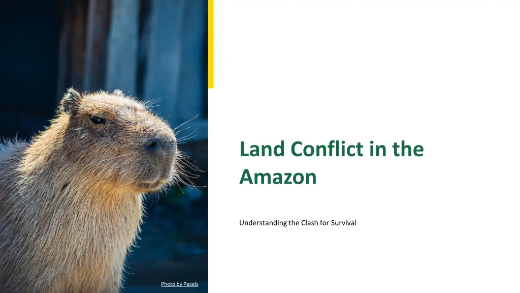 land conflict in the amazon n.w