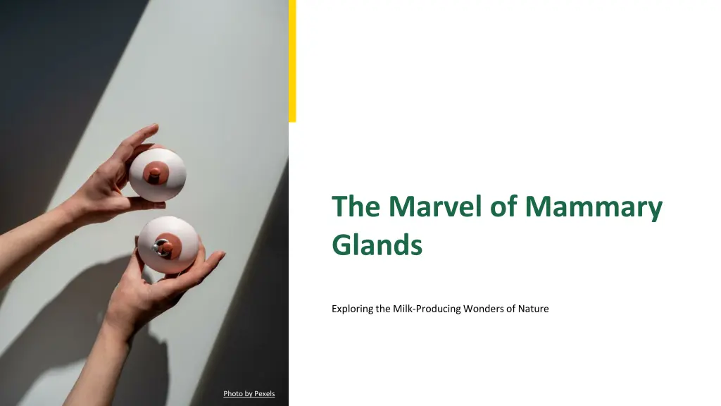 the marvel of mammary glands n.w