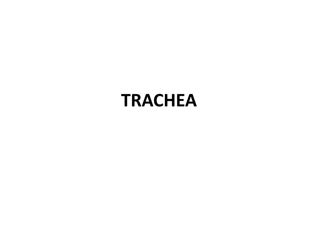 trachea n.w