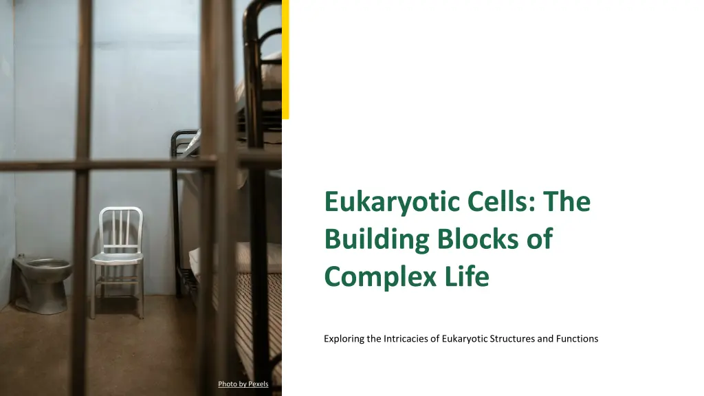 eukaryotic cells the building blocks of complex n.w