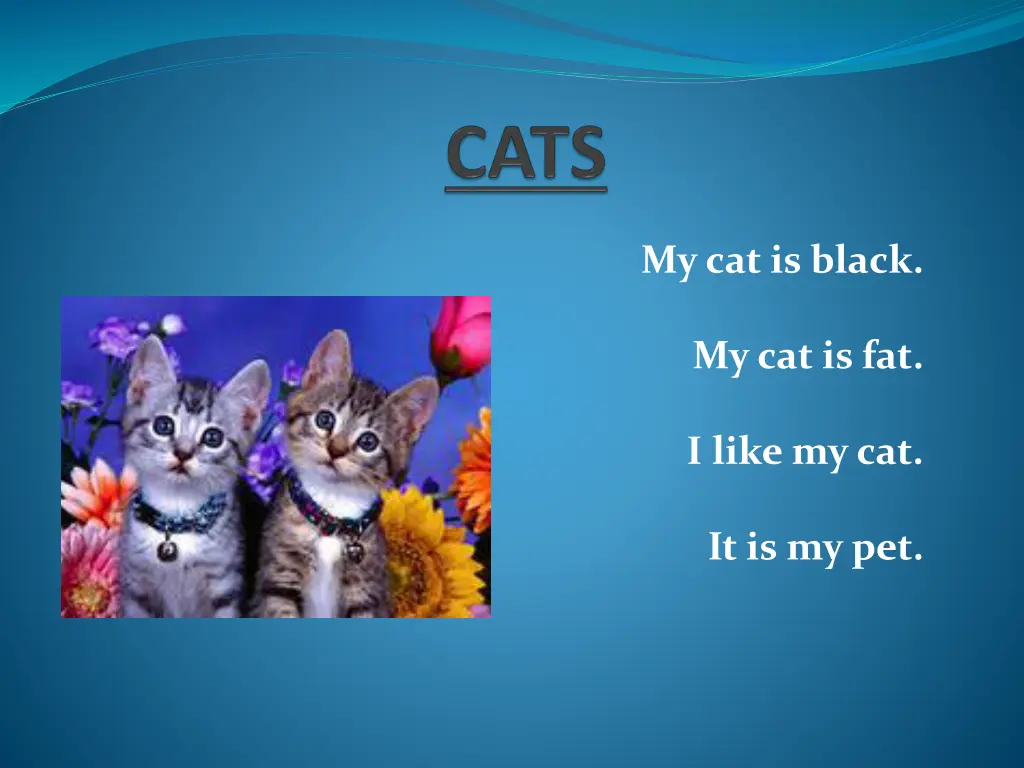 my cat is black n.w
