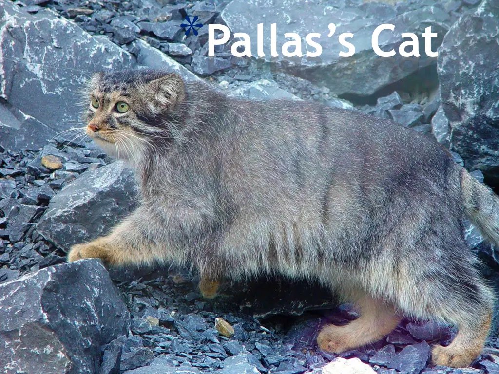 pallas s cat n.w