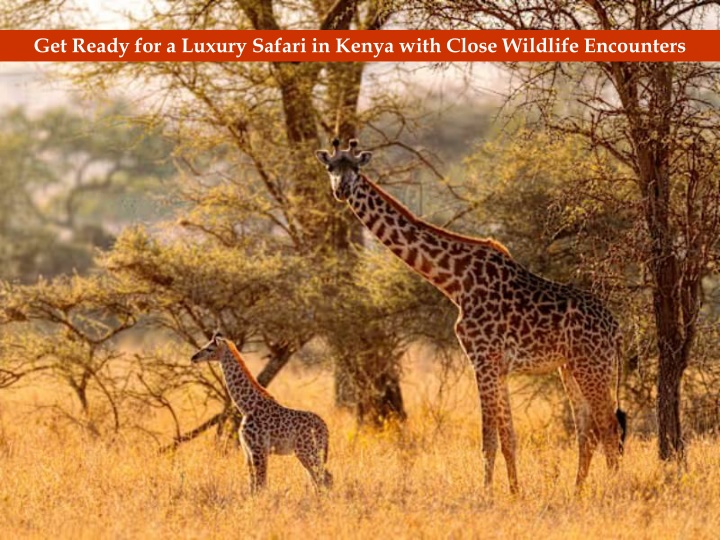 Get Ready for a Luxury Safari in Kenya with Close Wildlife Encounters