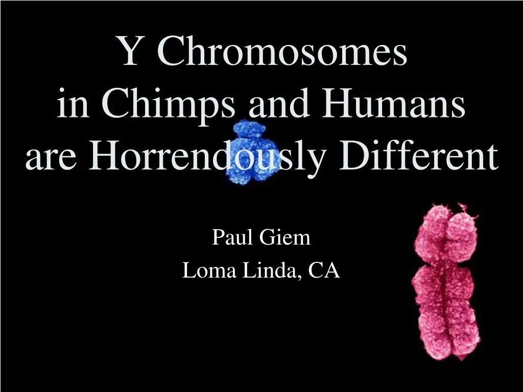 y chromosomes in chimps and humans n.w