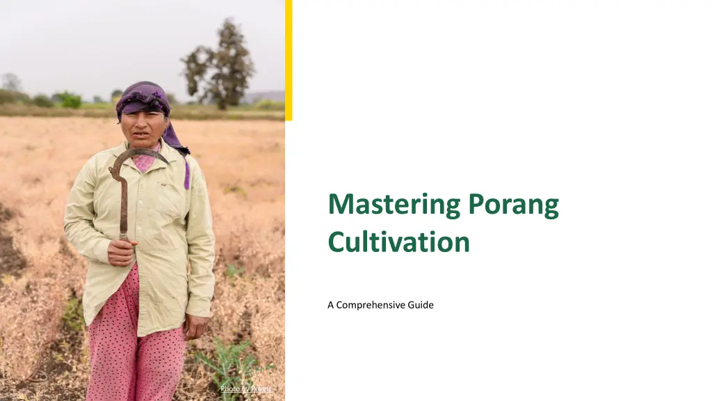mastering porang cultivation n.w