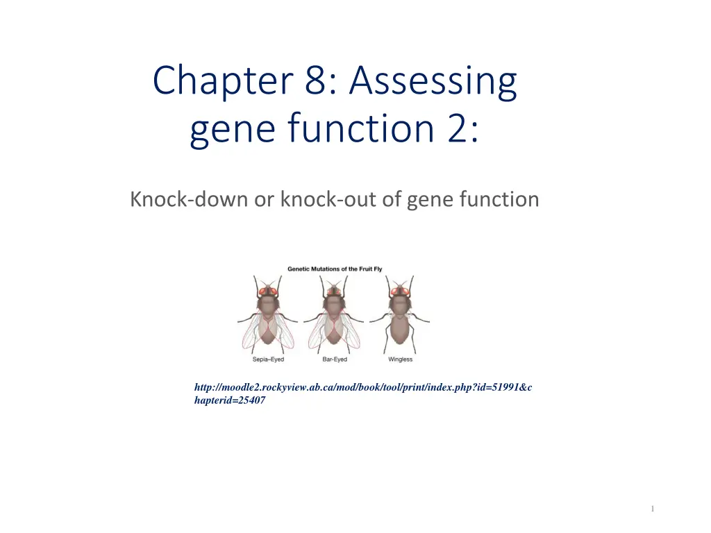 chapter 8 assessing gene function 2 n.w