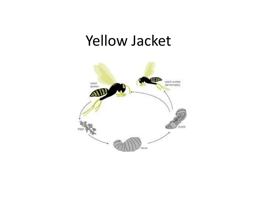 yellow jacket n.w