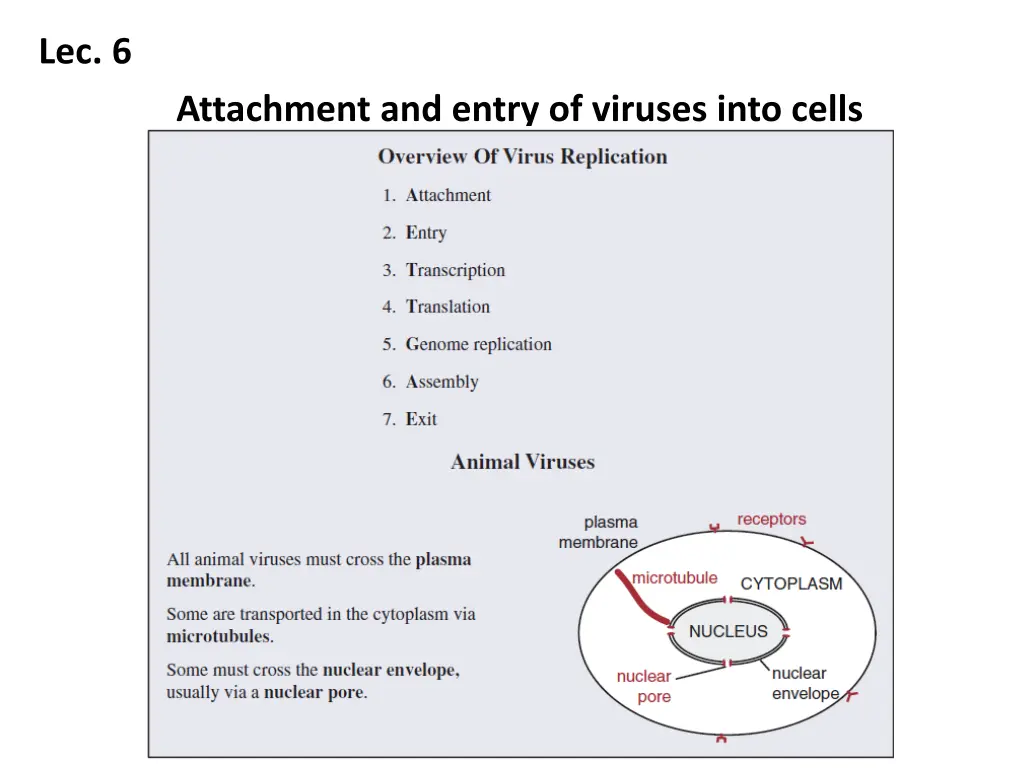 lec 6 attachment and entry of viruses into cells n.w