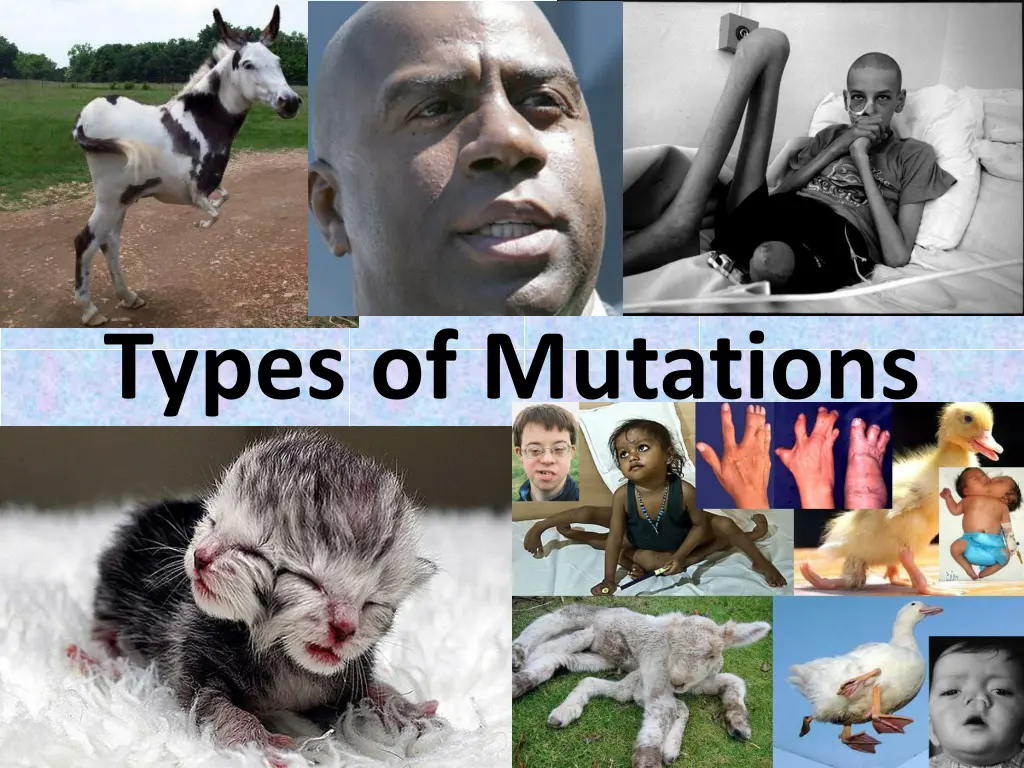 types of mutations n.w