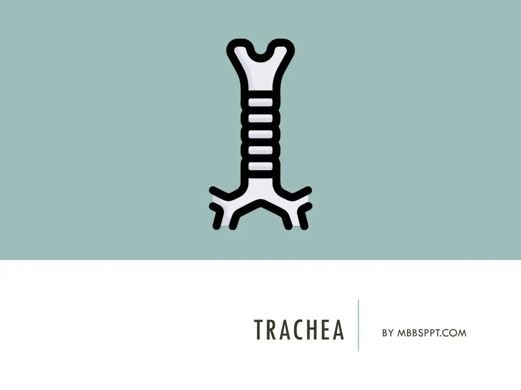 trachea n.w