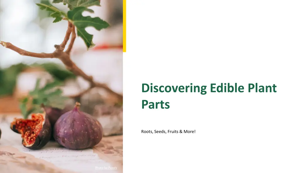 discovering edible plant parts n.w