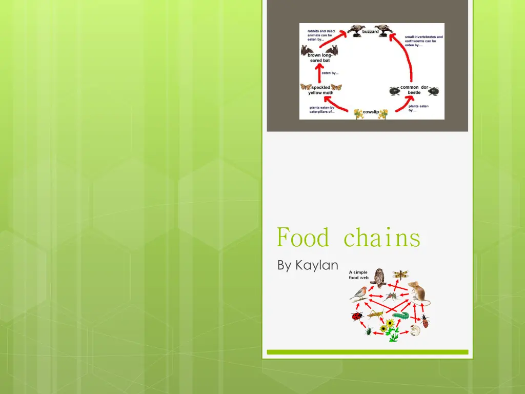 food chains by kaylan n.w