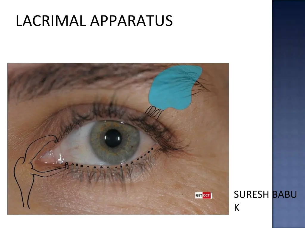lacrimal apparatus n.w