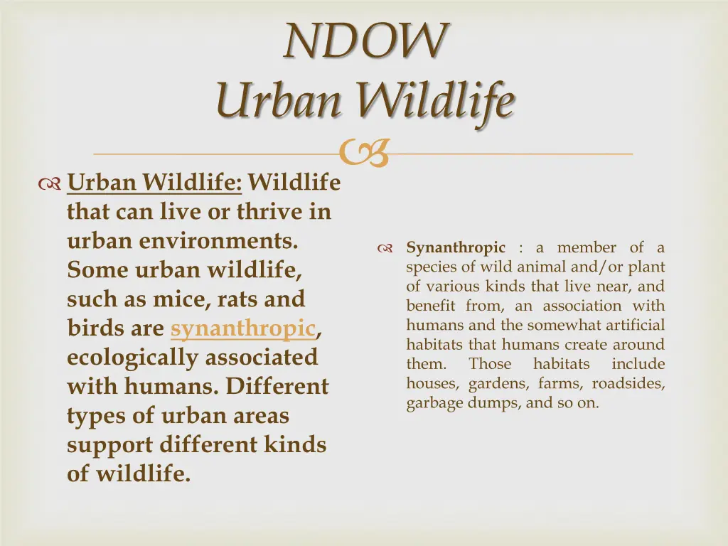 ndow urban wildlife n.w