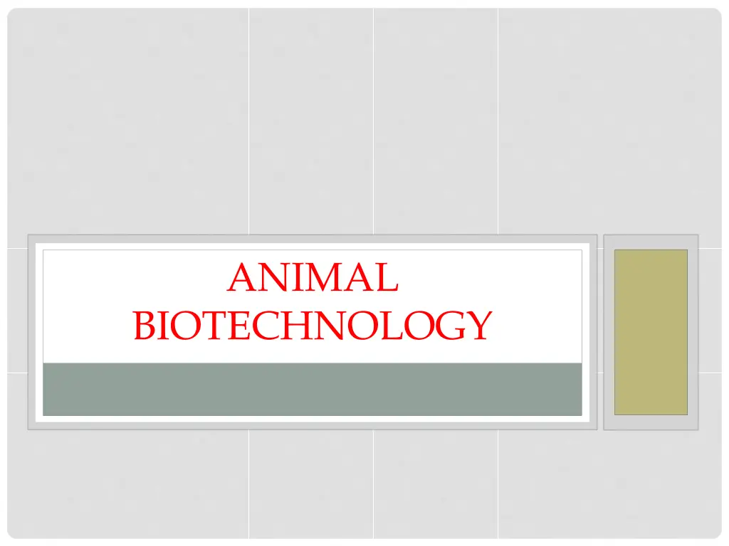 animal n.w