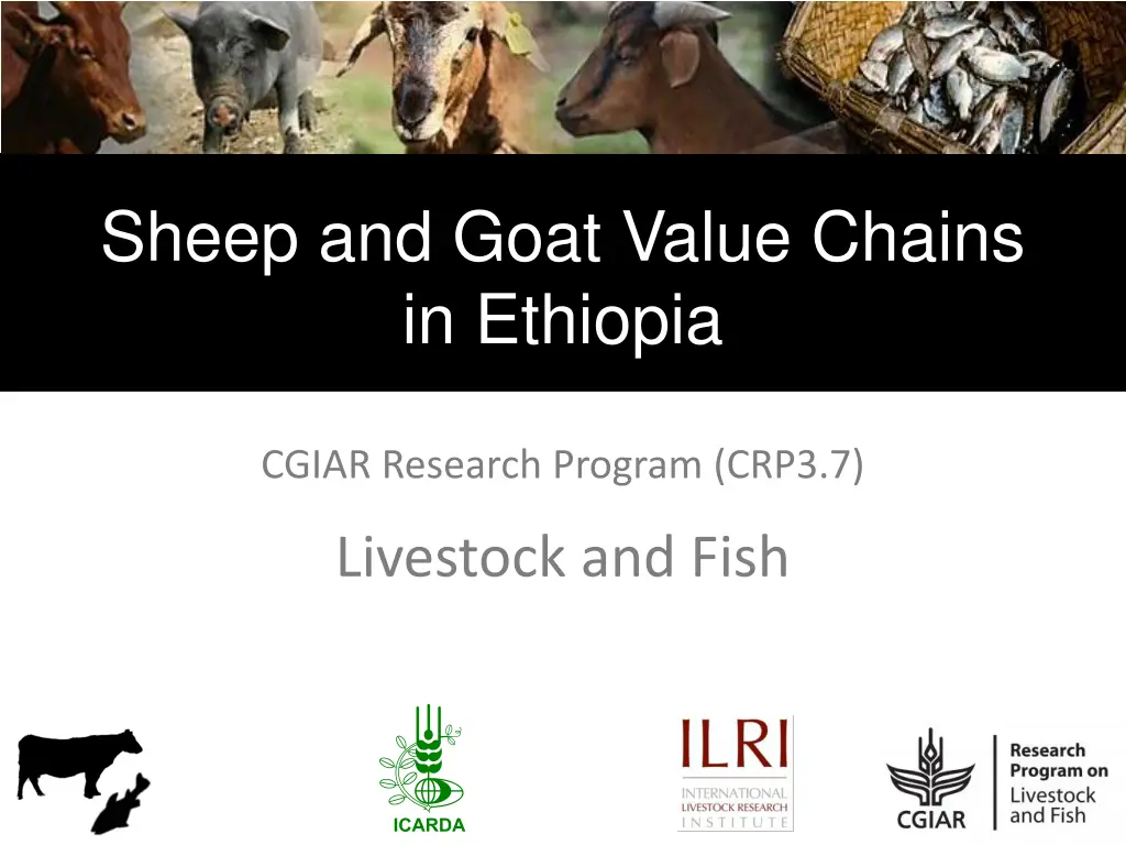 sheep and goat value chains in ethiopia n.w