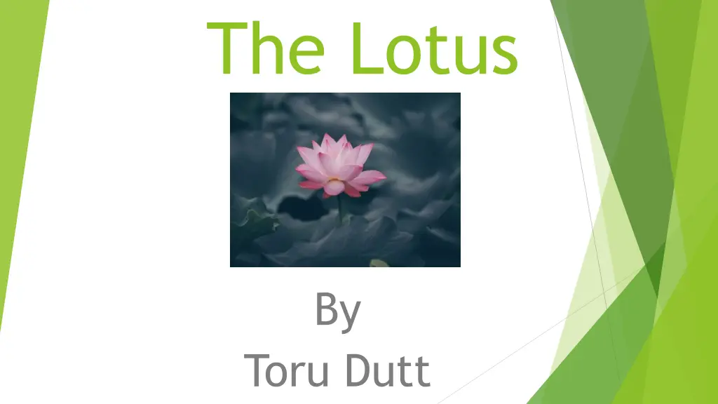 the lotus n.w