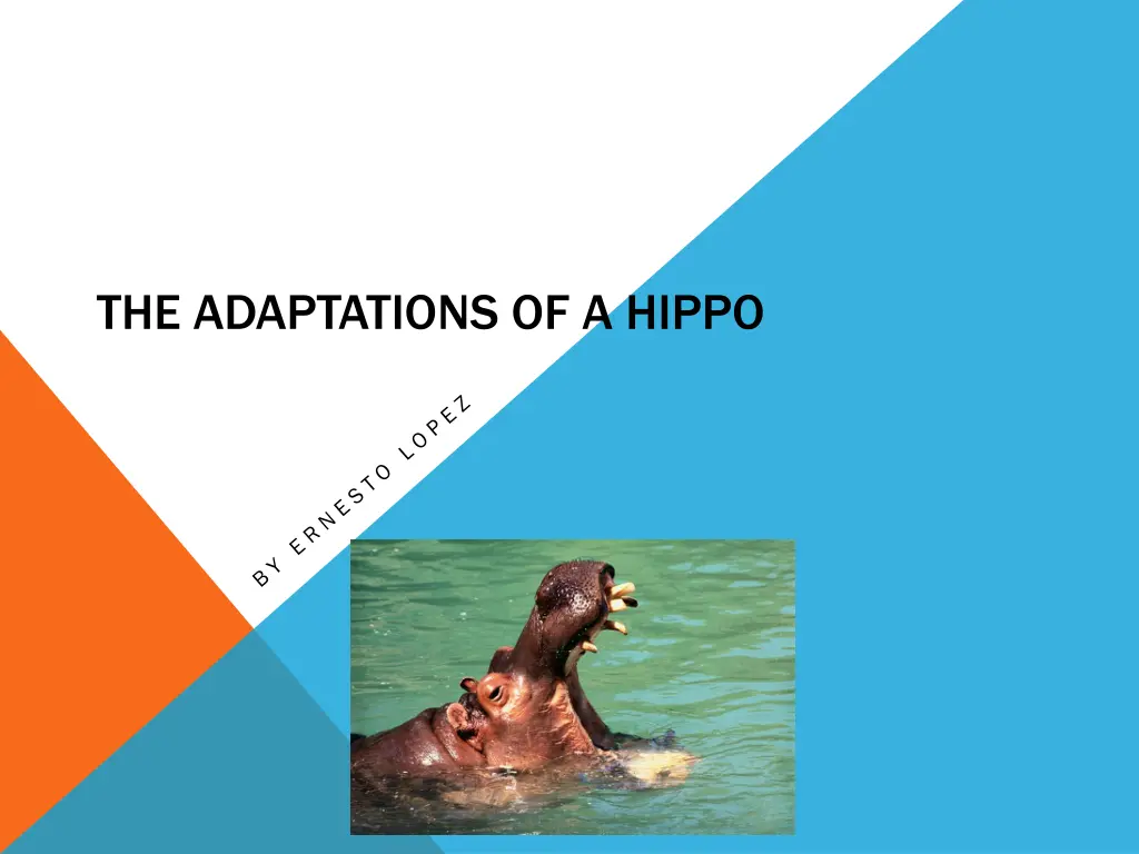 the adaptations of a hippo n.w