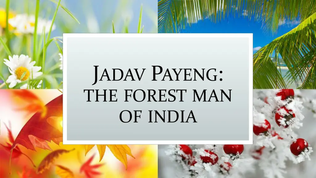 j adav p ayeng the forest man of india n.w