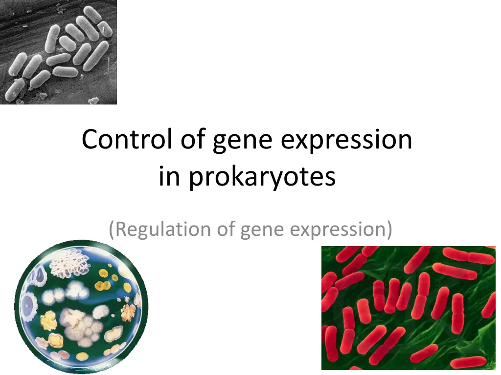 control of gene expression in prokaryotes n.w