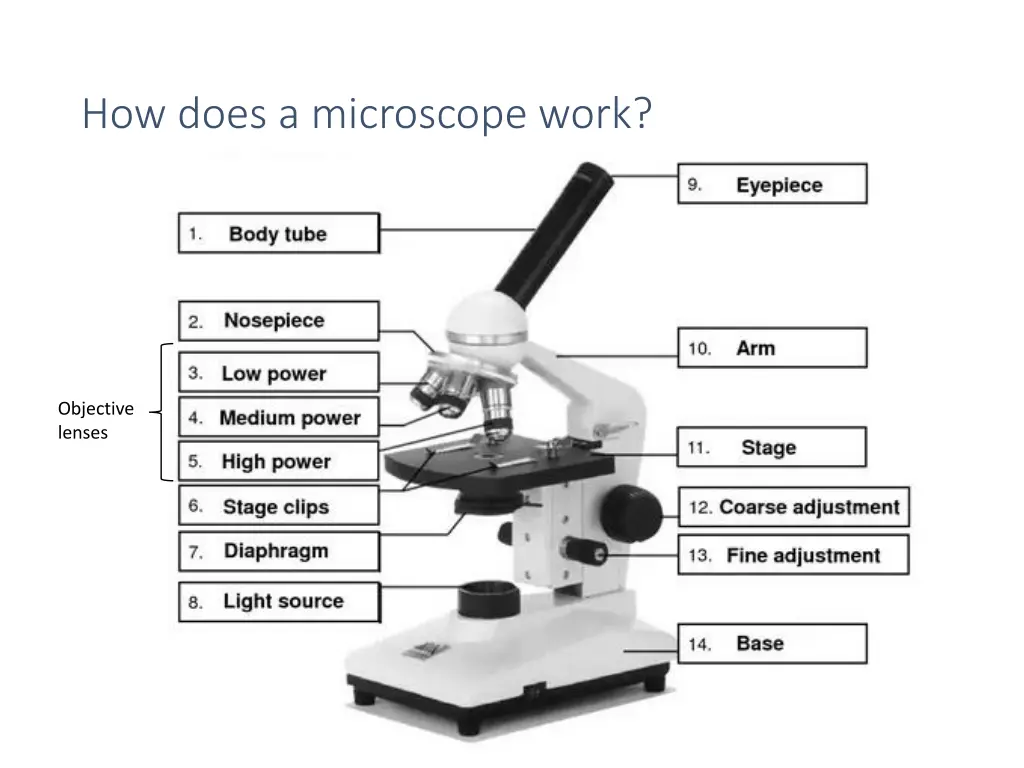 how does a microscope work n.w