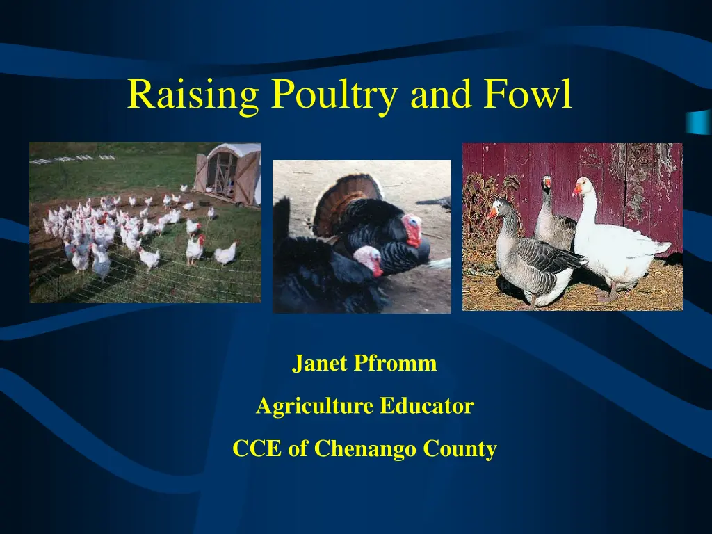raising poultry and fowl n.w