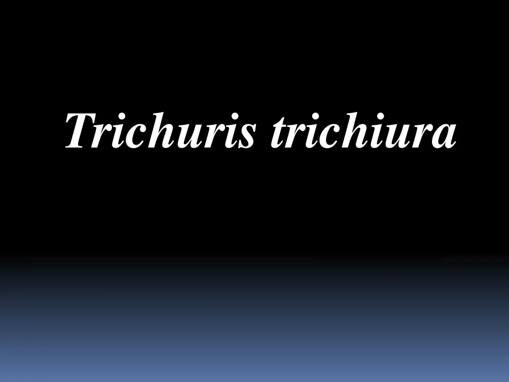 trichuris trichiura n.w