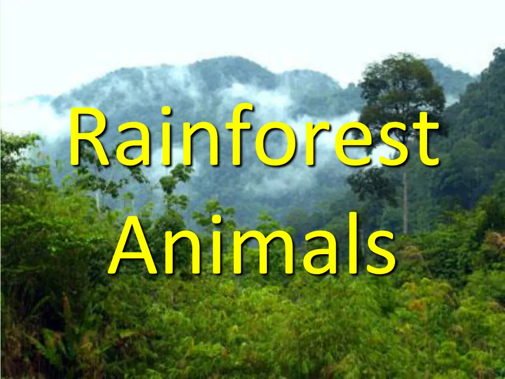 rainforest animals n.w
