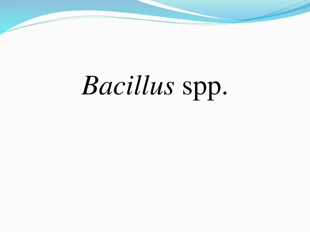 bacillus spp n.w