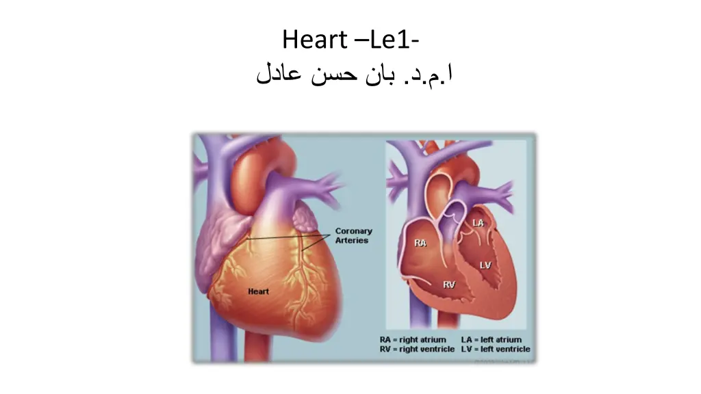 heart le1 n.w