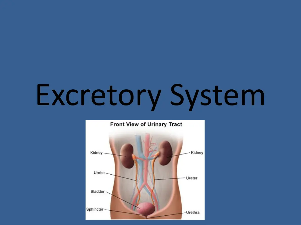 excretory system n.w