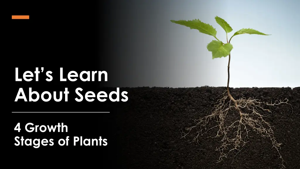 let s learn about seeds n.w