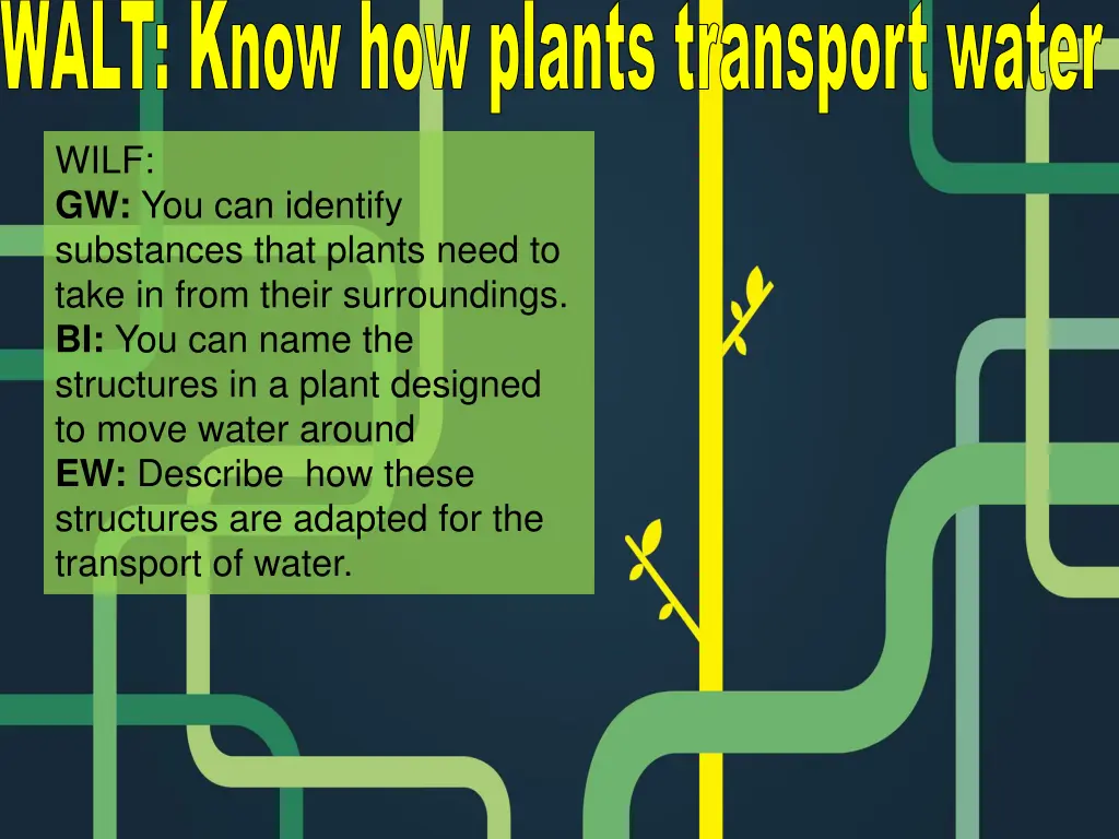 walt know how plants transport water n.w