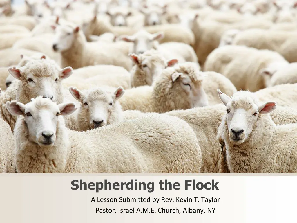 shepherding the flock n.w