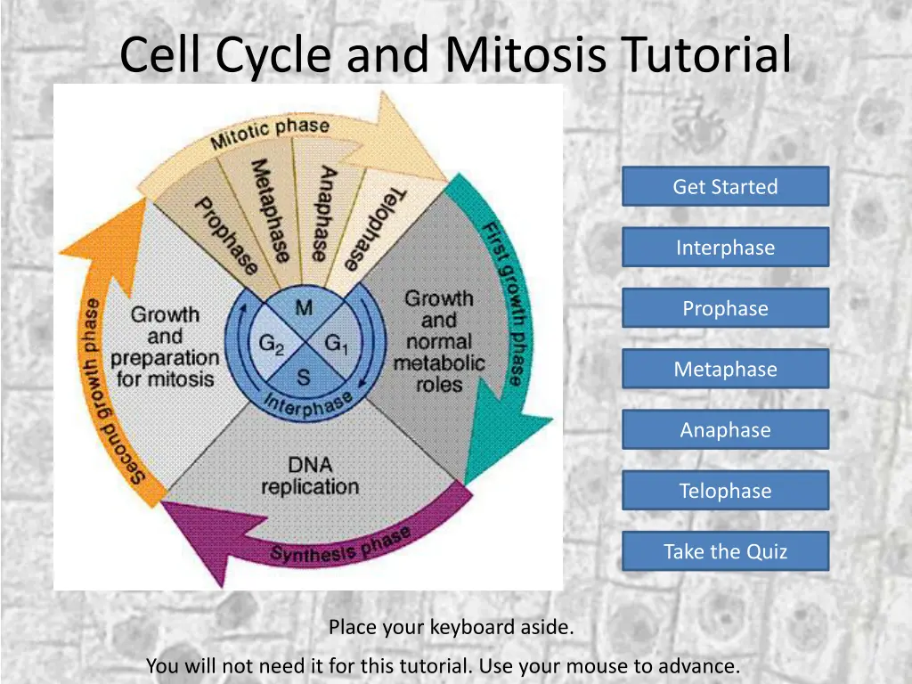 cell cycle and mitosis tutorial n.w
