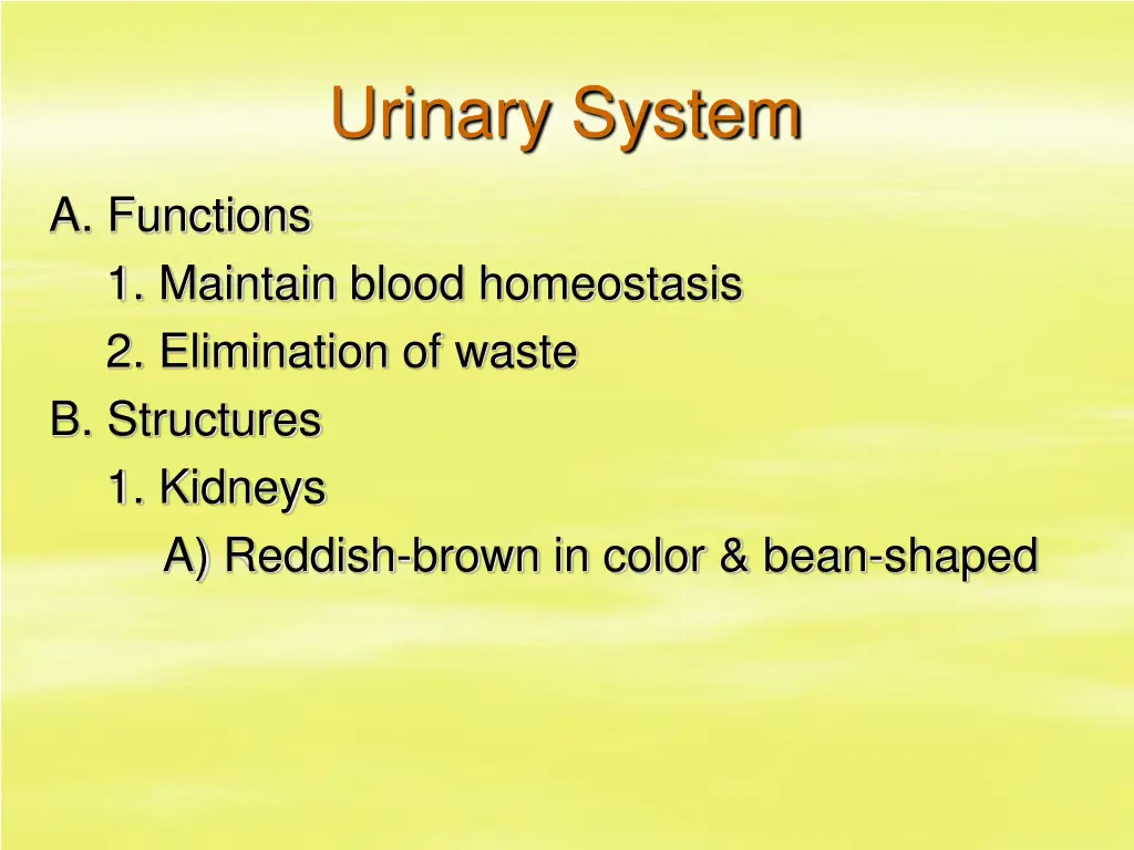 urinary system n.w