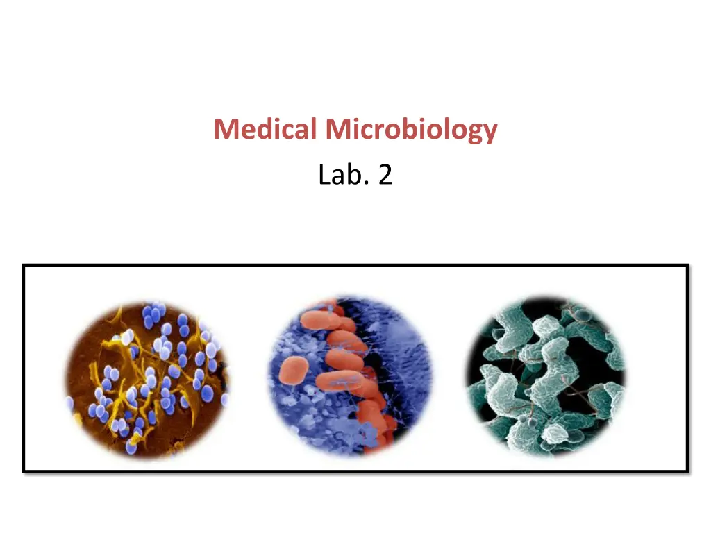 medical microbiology lab 2 n.w