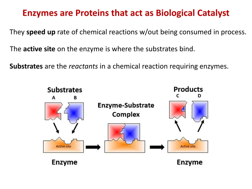 enzymes are proteins that act as biological n.w