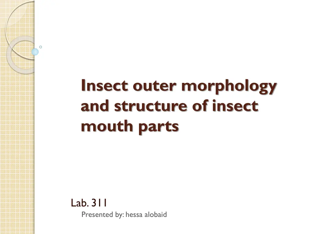 insect outer morphology and structure of insect n.w