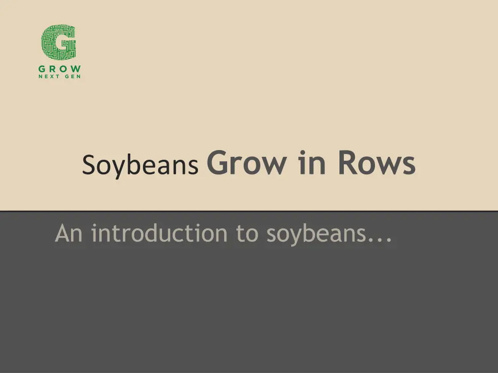 soybeans grow in rows n.w
