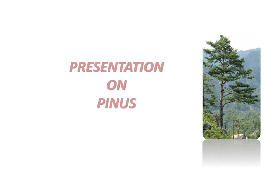 presentation on pinus n.w