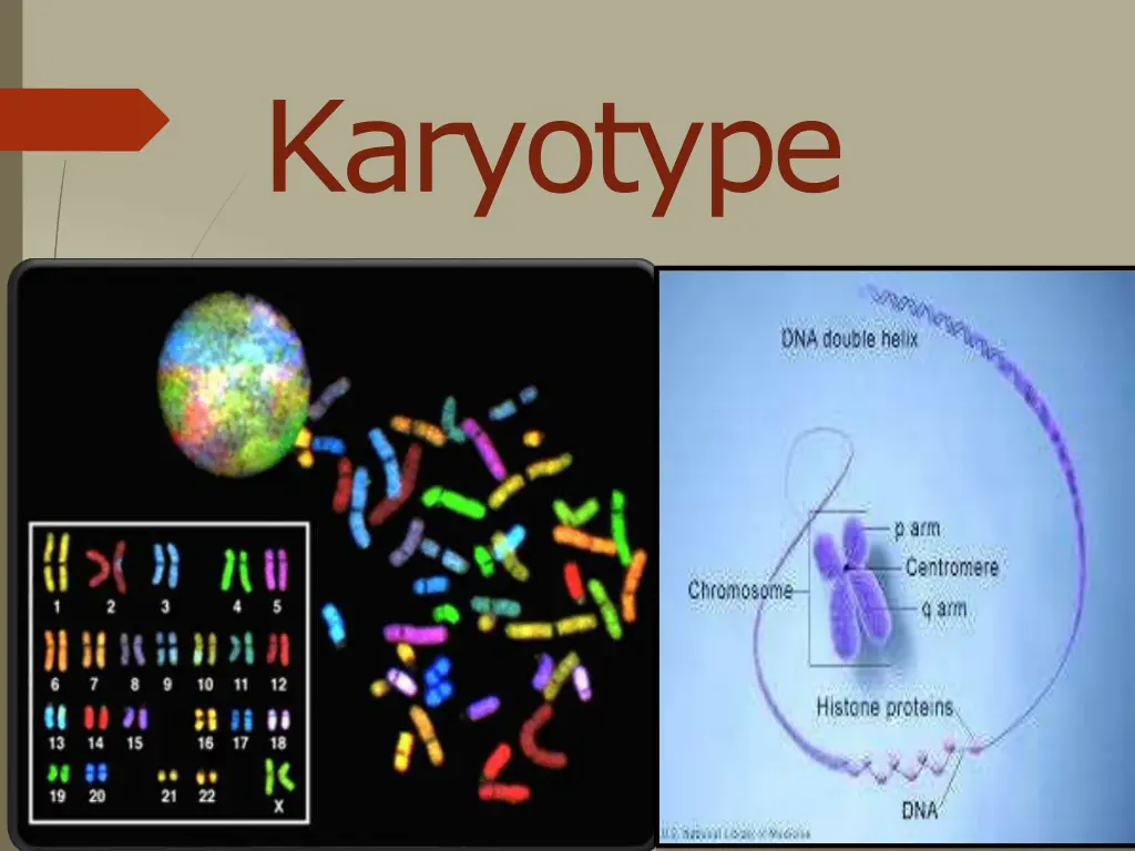 karyotype n.w