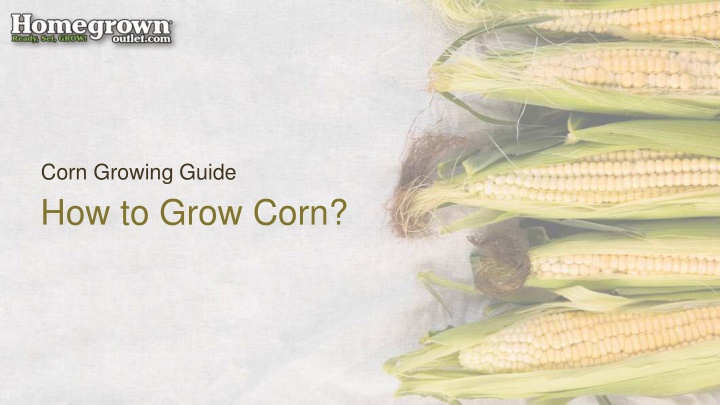 corn growing guide n.w